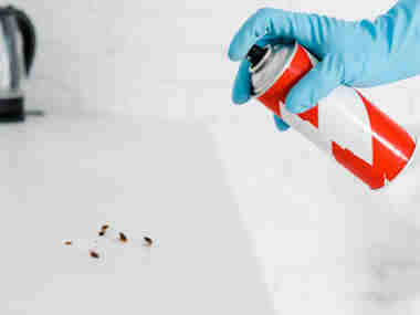 南海杀虫灭鼠公司办公室灭蟑螂适合喷什么药