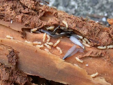 芦苞防治白蚁公司桉树如何有效防治白蚁危害