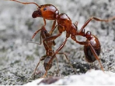 南海专业杀白蚁公司教你厨房灭蚂蚁的7个小办法