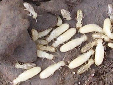 西南防治白蚁家里小区发现白蚁，怎样杀白蚁才能杀干净？