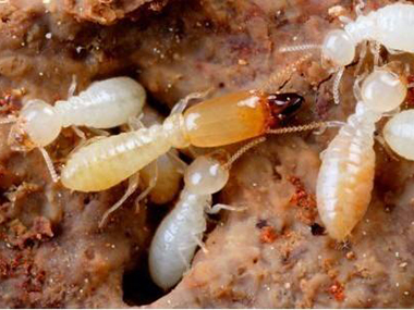 白蚁是不是蚂蚁？南海白蚁防治所