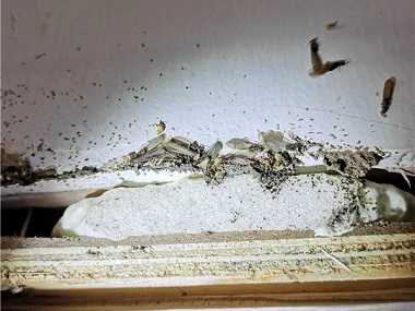 南海白蚁灭治公司告诉您新房屋为什么有白蚁