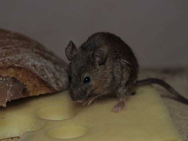 老鼠怕什么？三水杀虫灭鼠公司告诉你老鼠的天敌