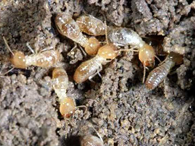 三水白蚁防治公司用什么方法可以预防家具有白蚁