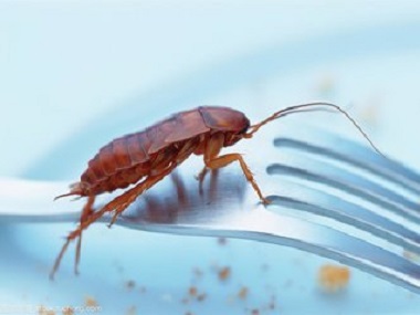 云东海杀虫灭鼠公司有效灭治蟑螂危害的5个有效方法