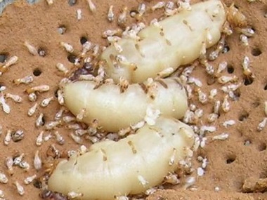 高明白蚁预防公司告诉你白蚁蚁后是怎样产生的