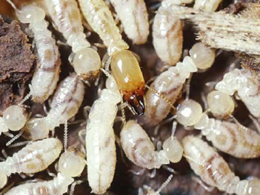 顺德白蚁防治公司发现白蚁应该怎样灭白蚁