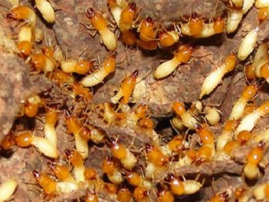 高明除白蚁为什么一定要做白蚁防治的原因