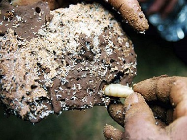 高明预防白蚁公司白蚁它会藏在哪里呢？怎么才能找到蚁巢