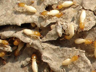 乐平治白蚂蚁中心消灭白蚁的行动中犯以下几点误区