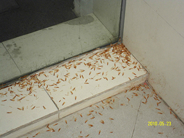 禅城白蚁防治公司房屋建筑遭受白蚁危害是什么原因