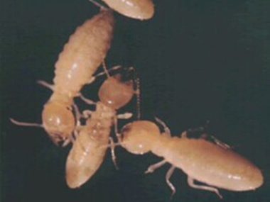 三水防治白蚁公司家里发现有白蚁还能住人吗