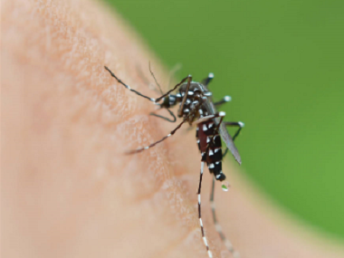 高明四害消杀所常用的灭蚊子的办法有哪些