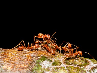 三水防治白蚁中心——如何消灭红火蚁