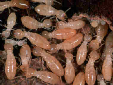 三水白蚁验收公司提醒你潮湿的卫生间易招白蚁