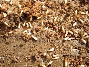 佛山白蚁消杀公司疫情防控期可以采用以下方法消灭白蚁