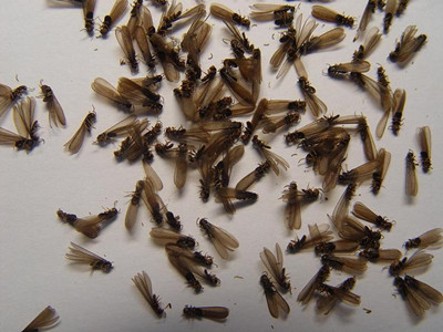 顺德验收白蚁公司如何判断室内黑色飞蚂蚁是不是白蚁