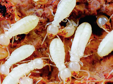 南海白蚁防治中心带大家了解3个白蚁的危害特性