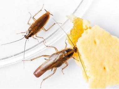 禅城有害生物防控公司该如何下好预防蟑螂的“先手棋”