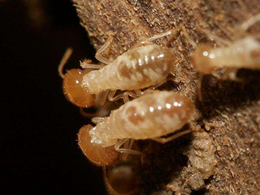佛山灭除白蚁中心家庭受白蚁危害的主要表现