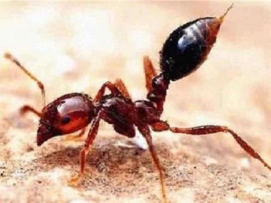 佛山红火蚁消杀——红火蚁常见的防治方法