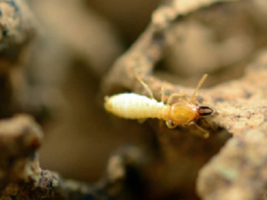 佛山白蚁预防公司截头堆砂白蚁主要有三种扩散传播途径