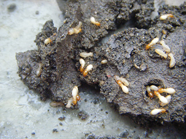 高明验收白蚁机构白蚁的四大危害性是什么