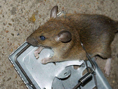 三水杀虫灭鼠中心预防老鼠进入室内的方法