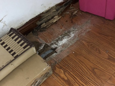 南海白蚁备案公司白蚁的繁殖力和蔓延性